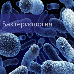 Бактериология